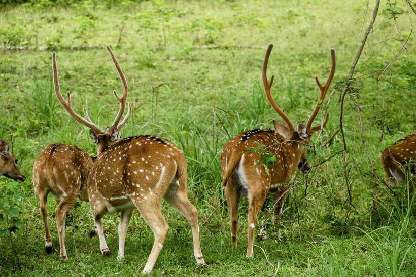 Wilpattu National Park Safari Guided by NATURALIST / RANGER - What to bring (and what rules keep the day smoother)