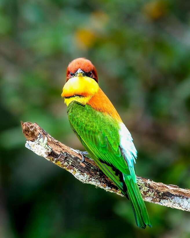 Wilpattu National Park Safari Guided by NATURALIST / RANGER - Who this Wilpattu safari suits best (and who should skip)
