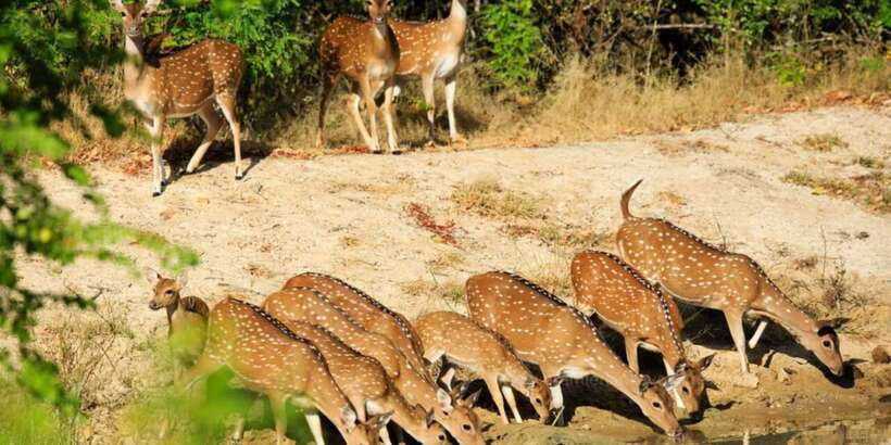 Wilpattu National Park Safari Tour from Colombo - Why Wilpattu Makes Sense for a Leopard-Focused Day Trip