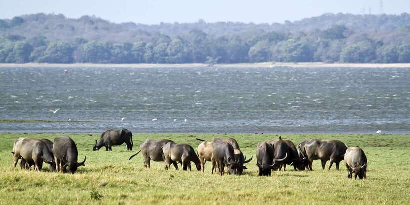 Wilpattu National Park Safari Tour from Colombo - Practical Tips Before You Go (That Make the Day Easier)