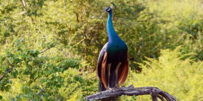 Wilpattu National Park Safari Tour from Colombo - Getting Into Safari Mode: Jeep Time and What’s Included