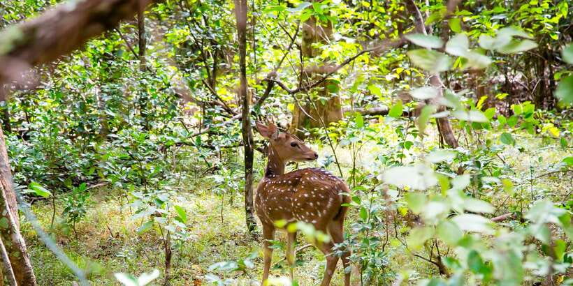 Wilpattu National Park Safari Tour from Colombo - Willus Water Basins: The Wildlife Magnet You Can Learn to Look For