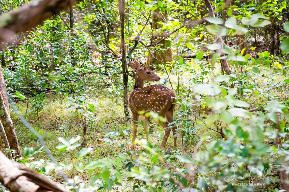 Wilpattu National Park Safari Tour from Colombo - The Return to Colombo: Where Comfort Matters