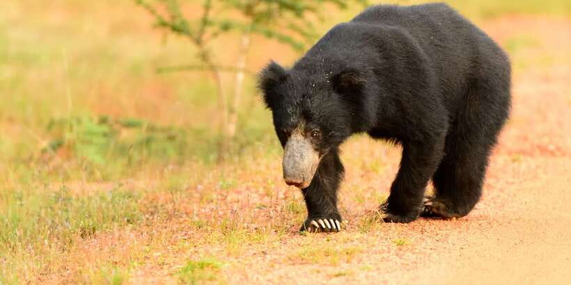 Wilpattu National Park Safari Tour from Colombo - Who This Wilpattu Safari Tour Fits Best (and Who Should Skip It)