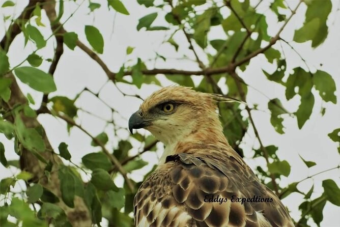 Wilpattu National Park Safari with Pigeon Island Tours - The Organization Factor: When Good Luck Meets Gate Traffic