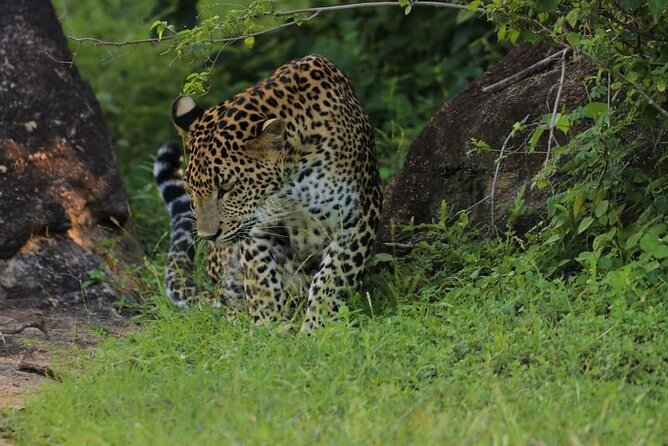 Wilpattu National Park Safari with Pigeon Island Tours - Who This Safari Suits Best (And Who Might Want a Different Fit)