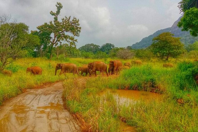 Wilpattu National Park Safari with Pigeon Island Tours - The 4x4 Routes: How Terrain Affects Your Sightings