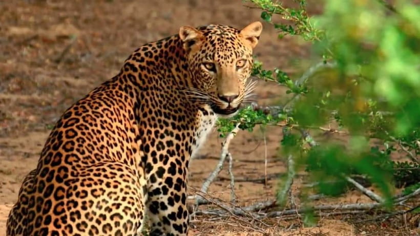 Wilpattu: Private Safari Day Trip with Lunch & Entry Fees - Key highlights worth your attention