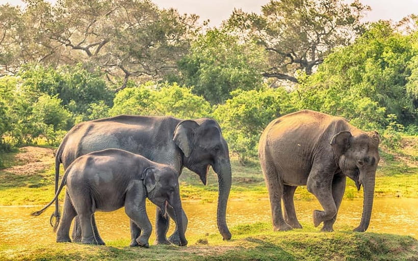 Wilpattu: Private Safari Day Trip with Lunch & Entry Fees - Price and value: what $110 includes, and what you’ll still need to budget