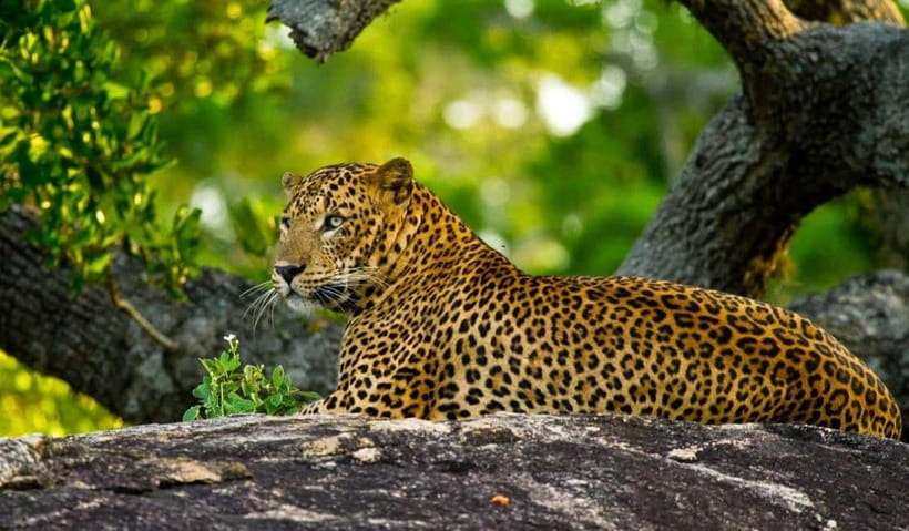 Wilpattu: Private Safari Day Trip with Lunch & Entry Fees - Who this tour is best for (and who should skip it)