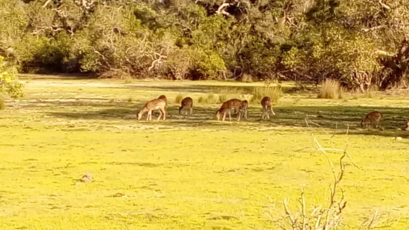 Wilpattu: Private Safari Day Trip with Lunch & Entry Fees - Small practical tips that help on the day