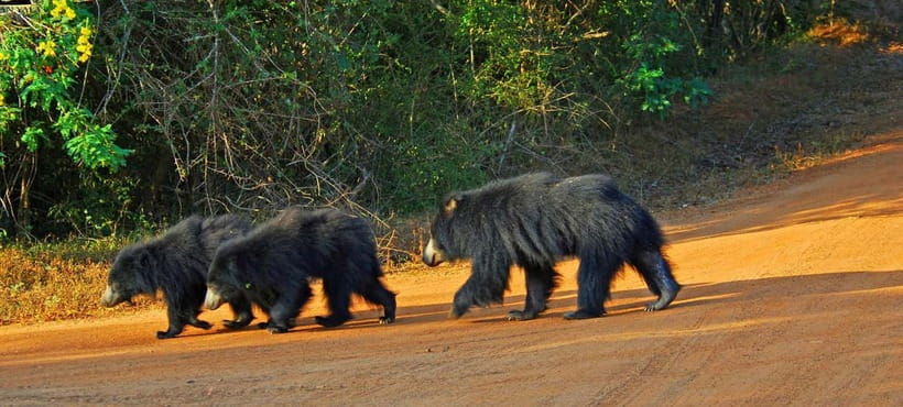 Wilpattu: Private Safari Day Trip with Lunch & Entry Fees - Why Wilpattu is worth the early wake-up: leopard density and real odds