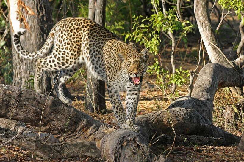 Yala: All Inclusive Overnight Glamping and Safari - Sleeping in glamping while the park is nearby