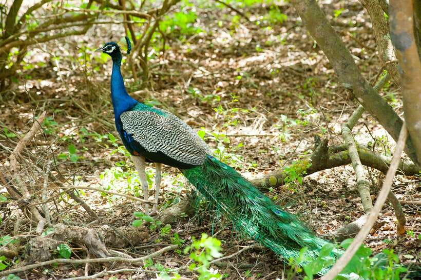 Yala: All Inclusive Overnight Glamping and Safari - Price and value: what $349 covers, and what you’ll still handle
