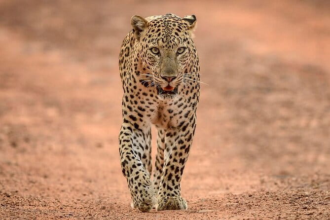 Yala and Udawalawa Safari Tour From Hambantota port - Hambantota Port to the parks: a smooth start