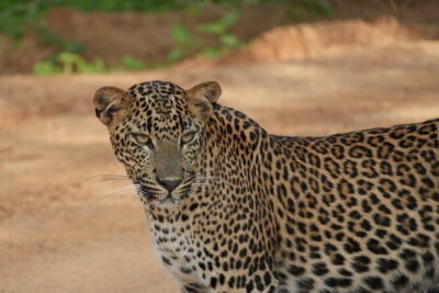 Yala and Udawalawa Safari Tour From Hambantota port - The safari jeep experience: comfort, potholes, and real searching