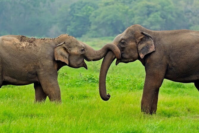 Yala and Udawalawa Safari Tour From Hambantota port - When your plan shifts to Udawalawe: elephants as the payoff
