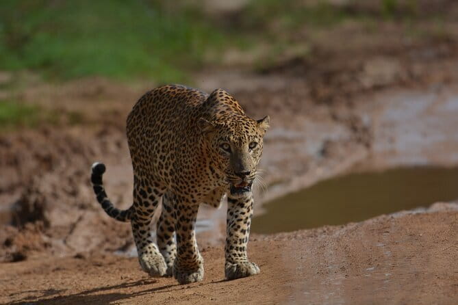Yala Best Extended Half Day Safari By Ceylon Leopard Safari - Key things that make this Yala safari worth your time