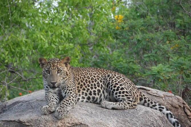 Yala Best Extended Half Day Safari By Ceylon Leopard Safari - Wildlife odds: what you can expect besides leopards