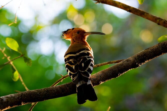 Yala Best Extended Half Day Safari By Ceylon Leopard Safari - Entrance tickets and the logistics you shouldn’t ignore