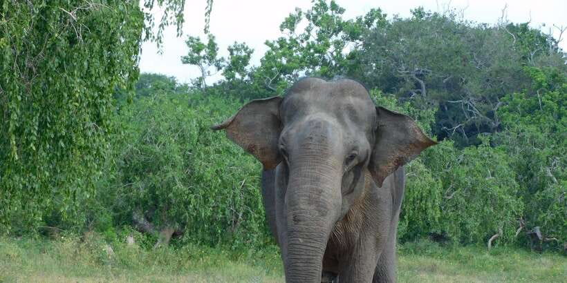 Yala block 5 & 6 (Weheragala & Lunugamwehera) Safari Tours - Key highlights you’ll actually feel on the drive