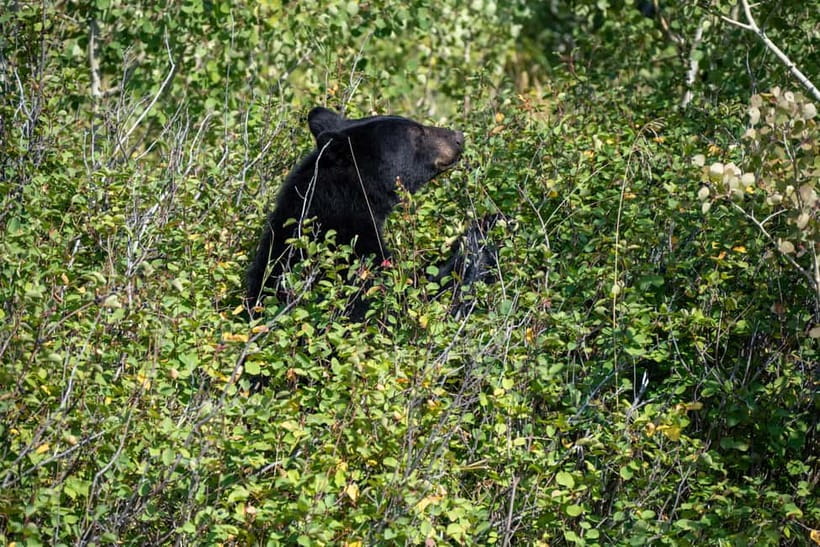 Yala block 5 & 6 (Weheragala & Lunugamwehera) Safari Tours - Who this safari tour suits best