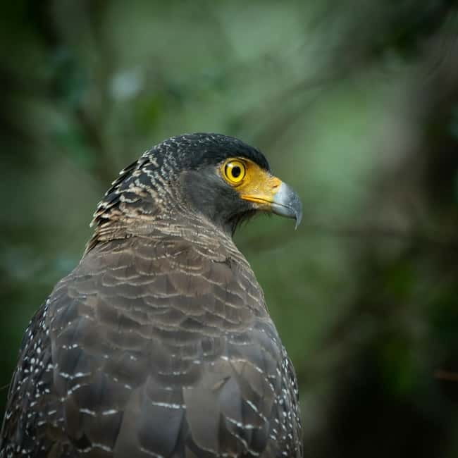 Yala block 5 & 6 (Weheragala & Lunugamwehera) Safari Tours - Yala Block 5 and 6: a quieter route that helps you spot animals