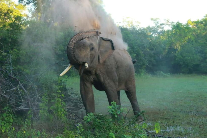 Yala block 5 & 6 (Weheragala & Lunugamwehera) Safari Tours - Stop inside Lunugamwehera (Block 6): what the 5-hour guided focus feels like