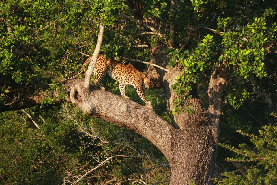 Yala block 5 & 6 (Weheragala & Lunugamwehera) Safari Tours - Adding Weheragala (Block 5): the best way to cover more forest with one ticket