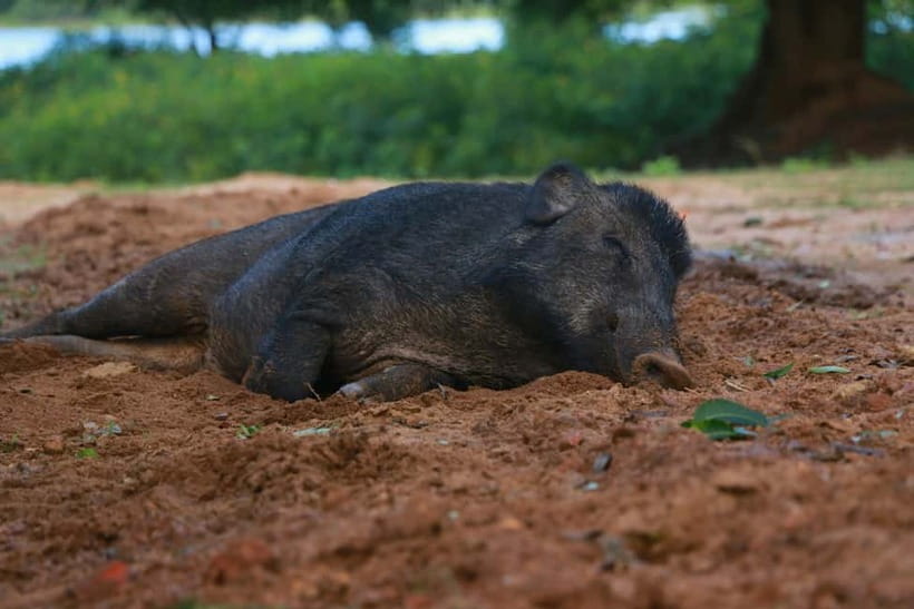 Yala block 5 & 6 (Weheragala & Lunugamwehera) Safari Tours - Wildlife expectations: what’s realistic in Yala and what’s luck