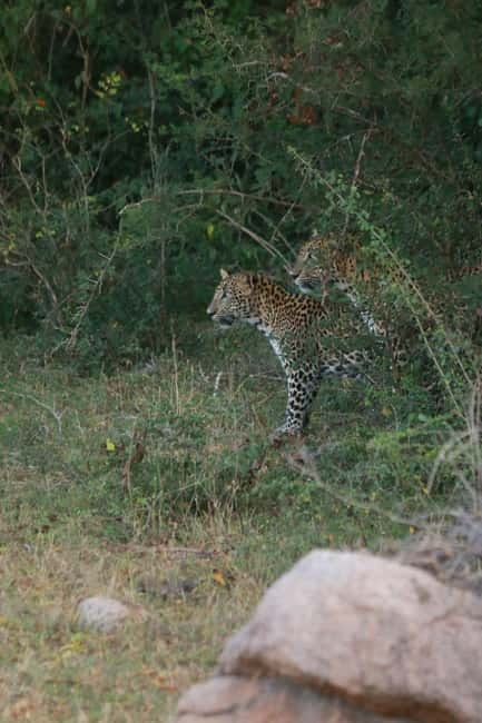 Yala block 5 & 6 (Weheragala & Lunugamwehera) Safari Tours - Guides, jeeps, and comfort details that actually matter