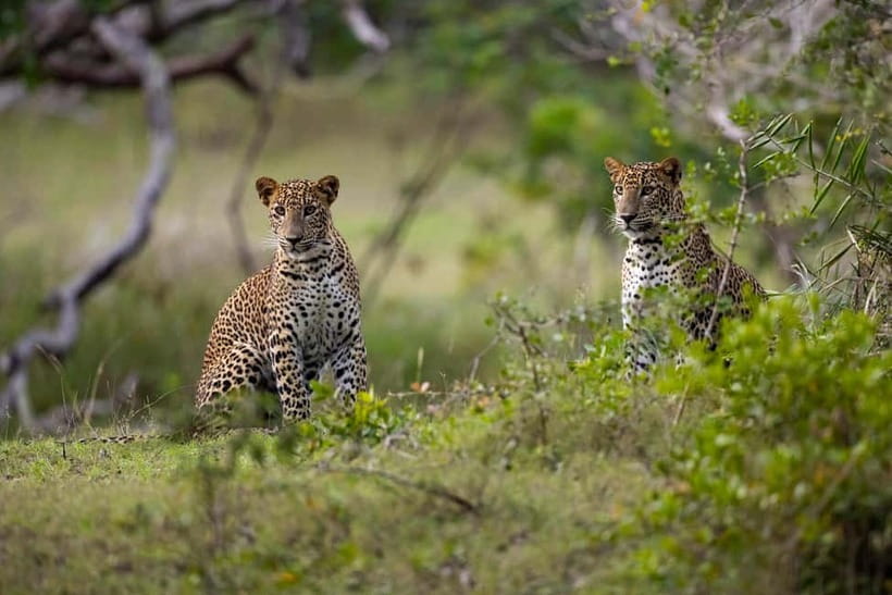Yala block 5 & 6 (Weheragala & Lunugamwehera) Safari Tours - Price and what you’re really paying for (including the park ticket)