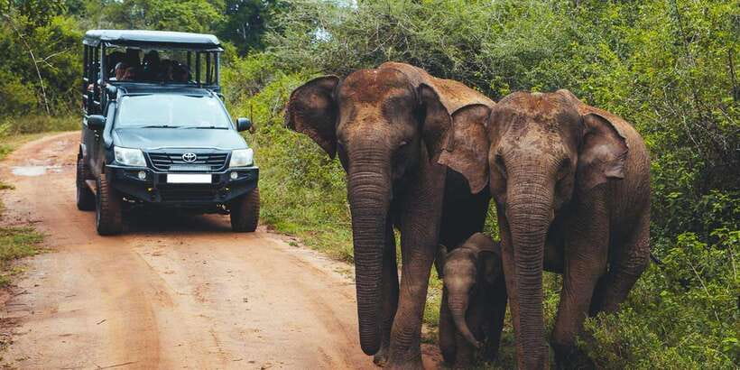Yala Block 5: Private Morning or Evening Safari - Pickup, Transfer, and the Timing Reality Check