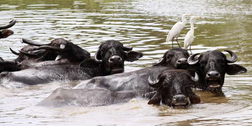 Yala Block 5: Private Morning or Evening Safari - Your Private 4x4 Jeep and Tracker: Why This Matters in Block 5