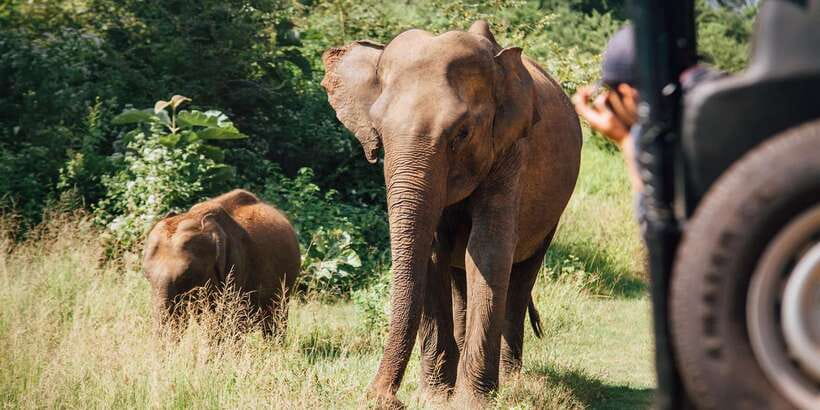 Yala Block 5: Private Morning or Evening Safari - Wildlife You’re Likely to Target (And How to Keep Your Expectations Smart)