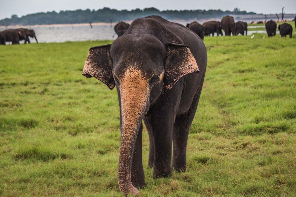 Yala Block 5: Private Morning or Evening Safari - Rules, Comfort, and Who This Tour Works Best For