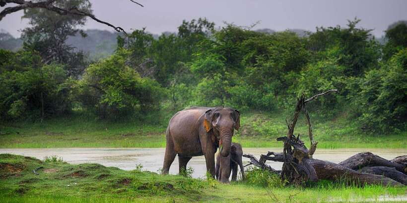 Yala Block 5: Private Morning or Evening Safari - Morning vs Evening Safari: Picking the Right “Animal Window”