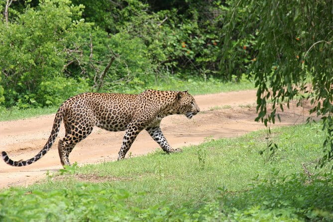 Yala Camping by Ajith Safari All Inclusive - Meals, Drinks, and That Star-Lit Dining Moment