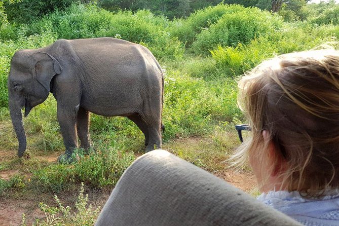 Yala half day safari - Pickup from Galle: what’s included and what to plan