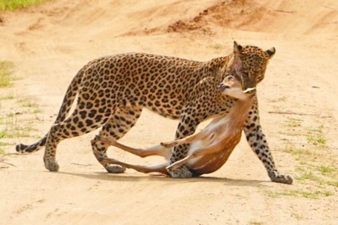 Yala half day safari - Leopard odds, queues, and why routes can matter