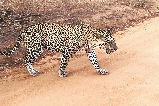 Yala half day safari - Shehan C Tours and the guide style: what you can expect
