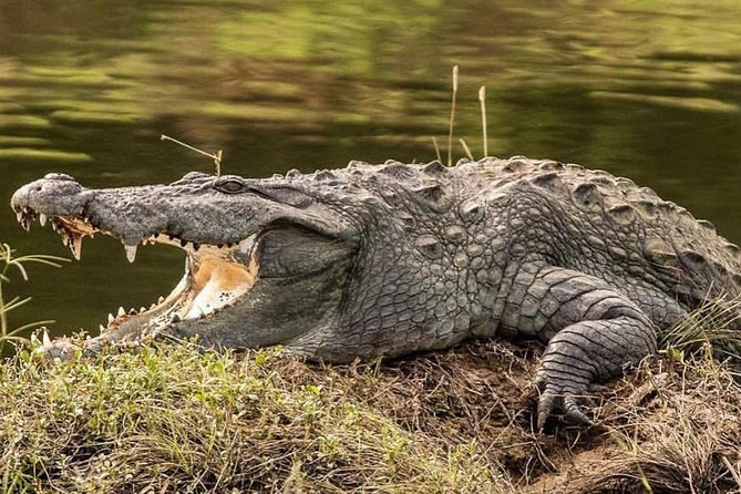 Yala half day safari - Price and value: is $135 fair for this safari day?