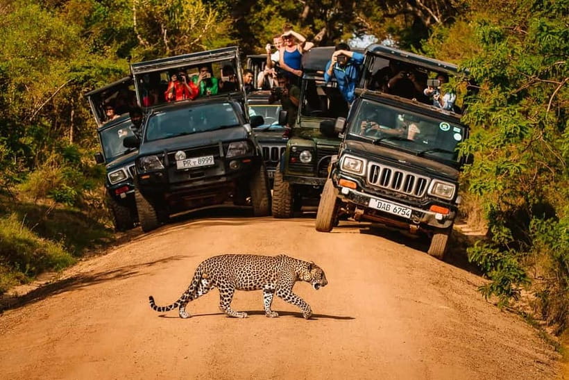 Yala Jeep Safari Tours – Including Entrance Tickets - Yala National Park and Why the Leopards Matter