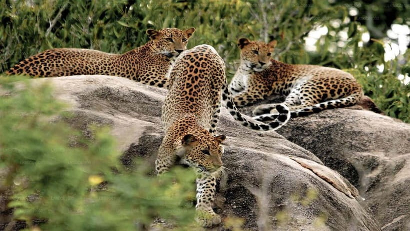 Yala Jeep Safari Tours – Including Entrance Tickets - Entrance Tickets: What You Actually Get, and What You Must Confirm