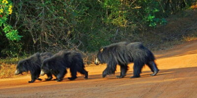 Yala Jeep Safari Tours – Including Entrance Tickets - Picking the Right Safari Option: Morning, Evening, or Full Day