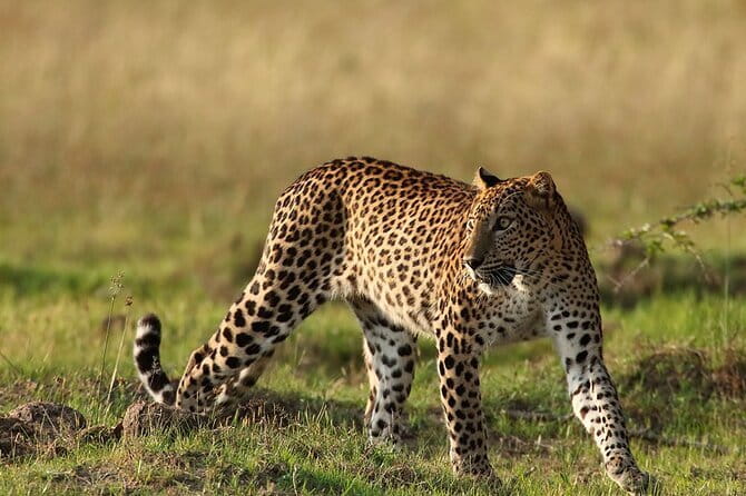 Yala Mk Safari Tour & Taxi Service - Private pickup and getting to the park without stress
