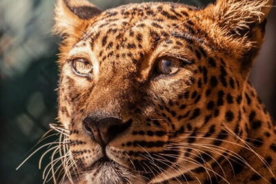 Yala Mk Safari Tour & Taxi Service - What you’re hunting: the Big Three, plus the rest of Yala