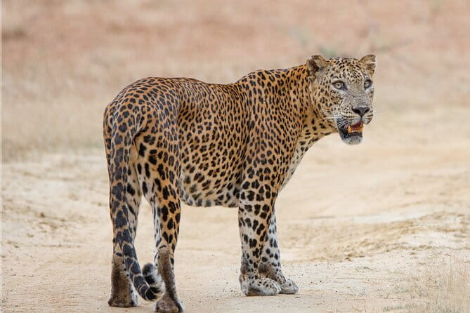 Yala Mk Safari Tour & Taxi Service - The itinerary: how the timing plays out hour by hour