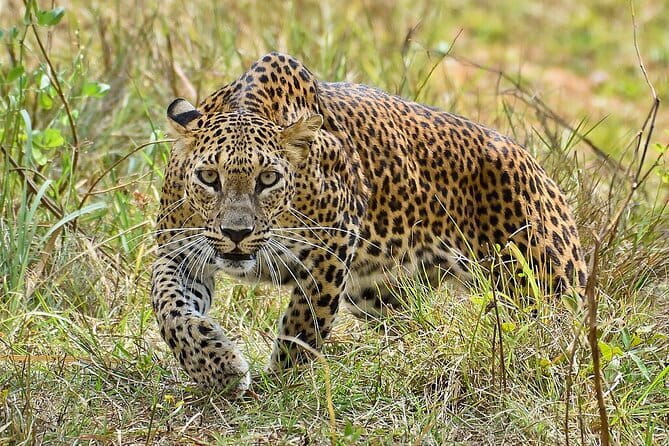 Yala Mk Safari Tour & Taxi Service - Vehicle comfort, weather reality, and managing expectations