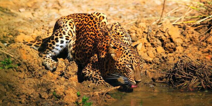 Yala: Morning or Afternoon All-inclusive Private Safari - Key things I’d circle before you book